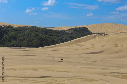 Blue Sky over the big sand dunes of Te Paki with some sand surfers walking through the sand. The green trees between the dunes makes a great contrast.