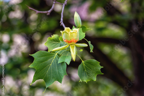 Natural floral background, blossoming of Tulip tree or Liriodendron with beautiful yellow flowers in spring sunny garden. Macro image with copy space suitable for wallpaper, cover or greeting card photo