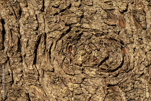 Tsuga Heterophylla brown tree bark macro close up texture background commonly known as   Western Hemlock, stock photo image photo