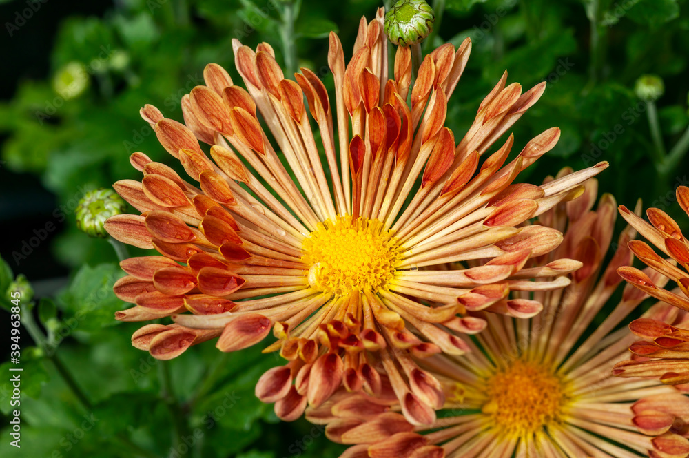 Chrysanthemum 'Louise' a pink orange summer autumn flower plant commonly known as mums or chrysanths, stock photo image Chrysanthemum 'Louise' a pink orange summer autumn flower plant commonly known as mums or chrysanths, stock photo image
