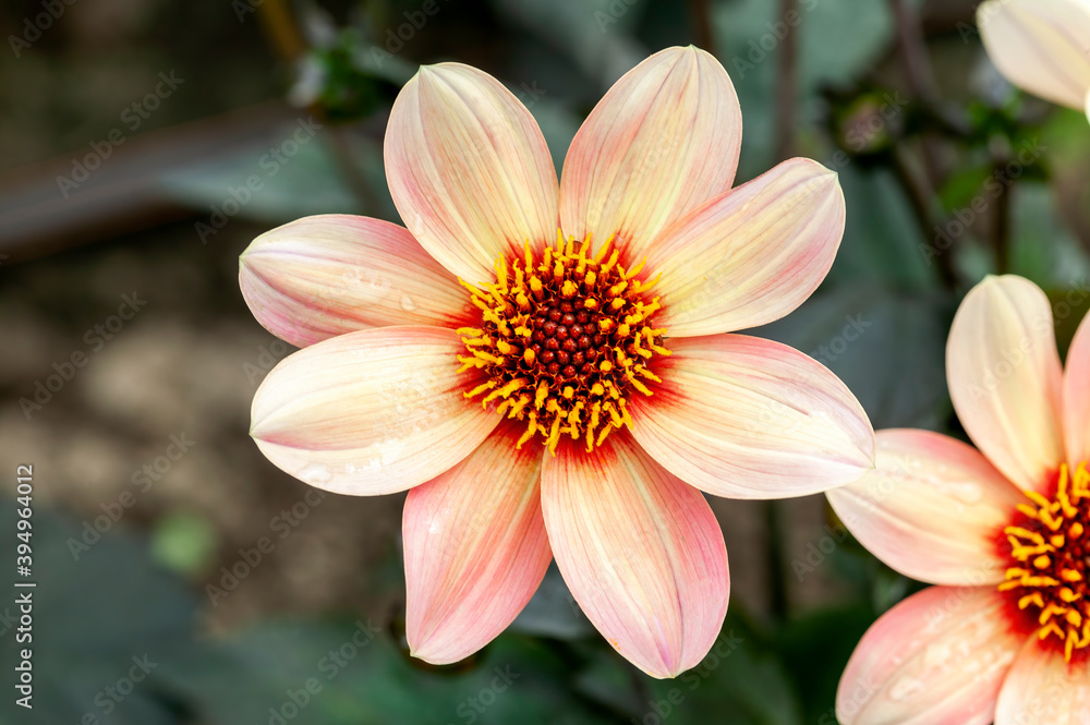 Dahlia 'Happy Single First Love' a orange pink summer autumn flower tuber plant, stock photo image Dahlia 'Happy Single First Love' a orange pink summer autumn flower tuber plant, stock photo image