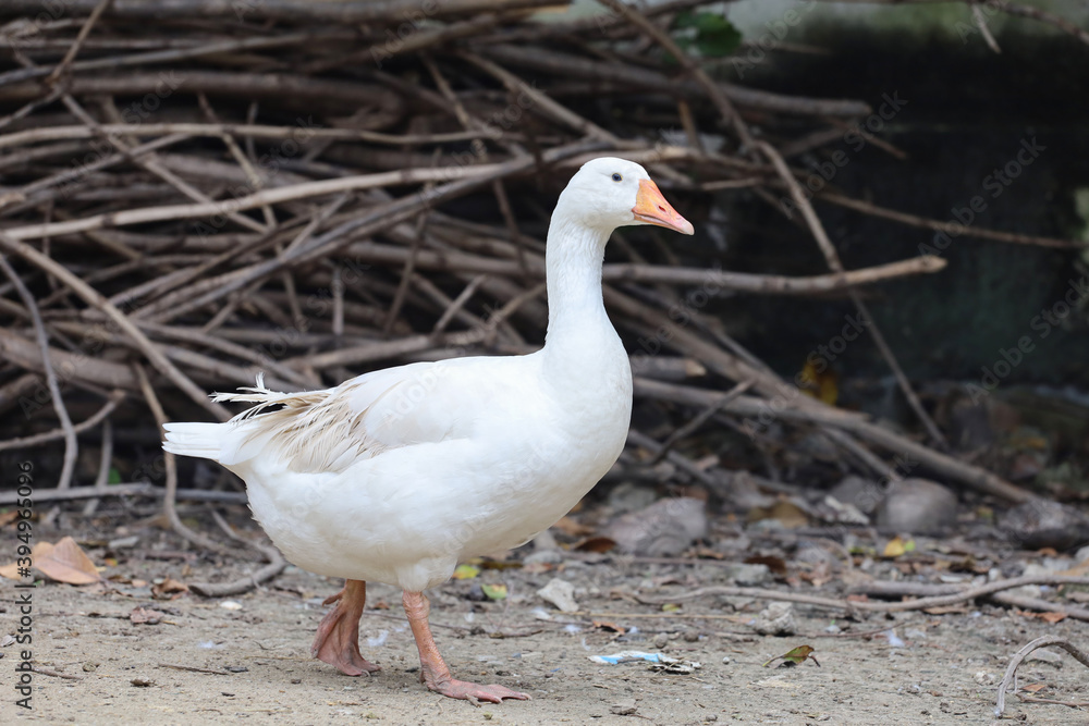 White female goose is stay in nature farm garden at thailand White female goose is stay in nature farm garden at thailand