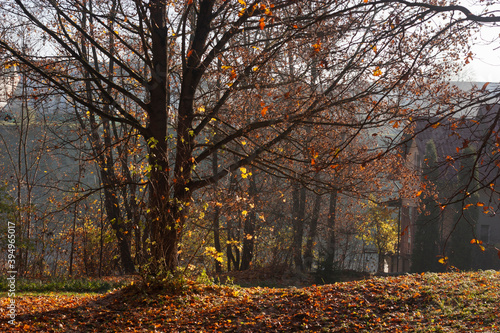  Autumn landscape. A corner of the park and an almost completely flown maple tree with remnants of yellow and red leaves beautifully illuminated by the sun