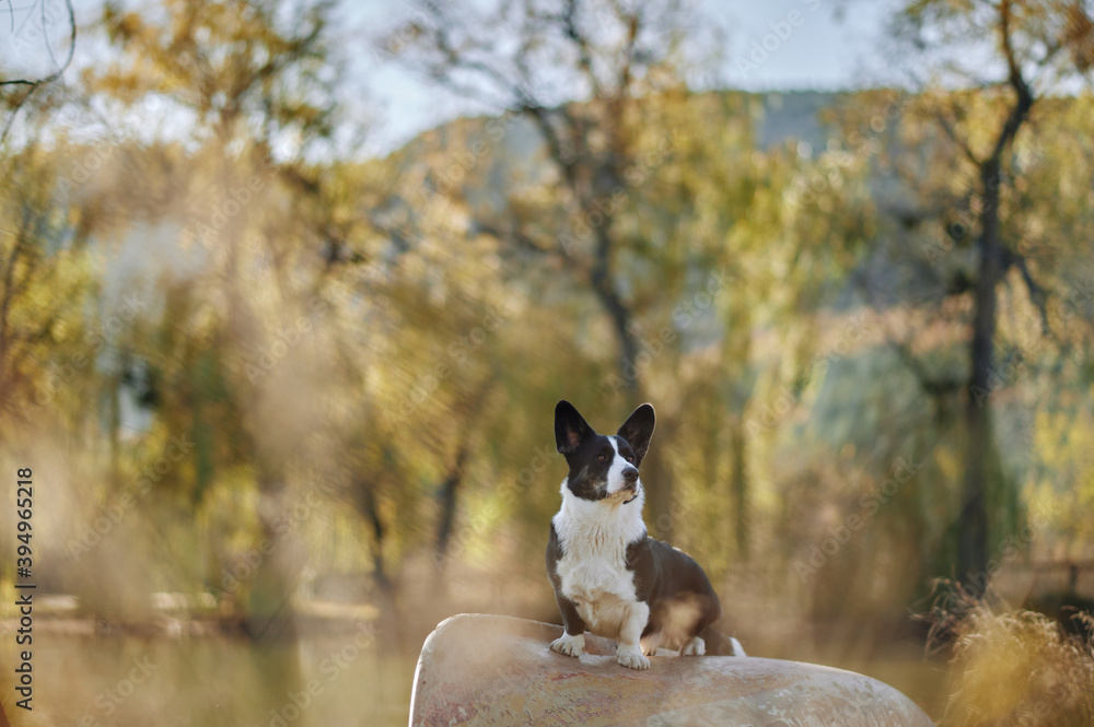 Cardigan welsh corgi is sitting on the boat by the lake at autumn nature view. Happy breed dog outdoors. Little black and white shepherd dog.