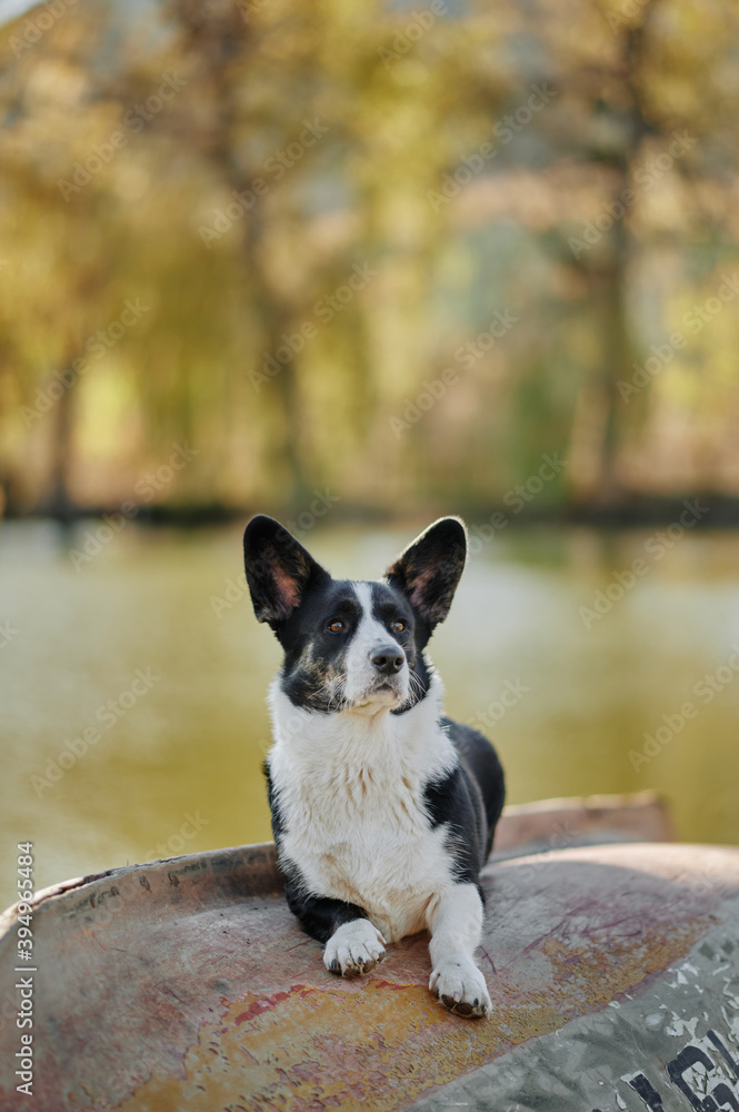Cardigan welsh corgi is sitting on the boat by the lake at autumn nature view. Happy breed dog outdoors. Little black and white shepherd dog.