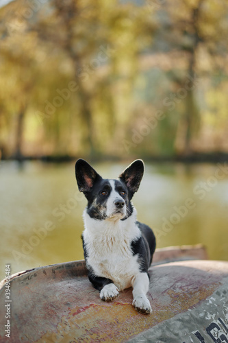 Cardigan welsh corgi is sitting on the boat by the lake at autumn nature view. Happy breed dog outdoors. Little black and white shepherd dog. © kravtzov
