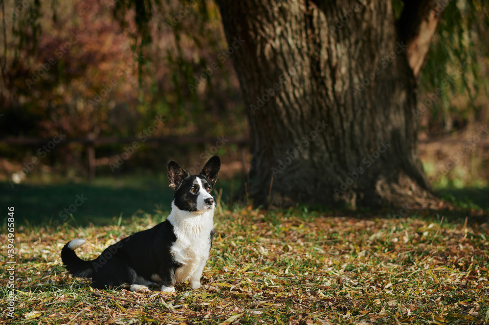 Cardigan welsh corgi is sitting in yellow autumn leaves. Happy breed dog outdoors. Little black and white shepherd dog. Cardigan welsh corgi is sitting in yellow autumn leaves. Happy breed dog outdoors. Little black and white shepherd dog.