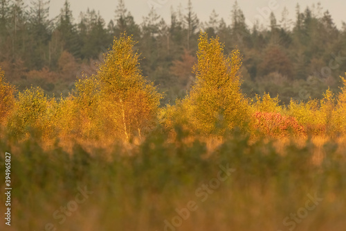 Beautiful autumn forest in golden colors, in the Netherlands. Background for your own project
