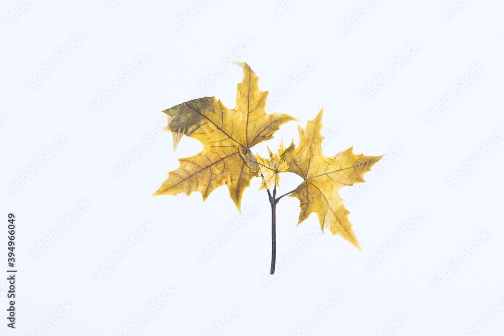 Dry maple leaf on white background Dry maple leaf on white background