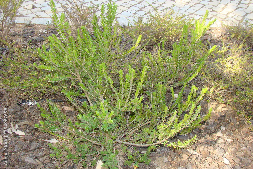 Myrtle (Myrtus communis subsp. tarentina) Myrtle (Myrtus communis subsp. tarentina)
