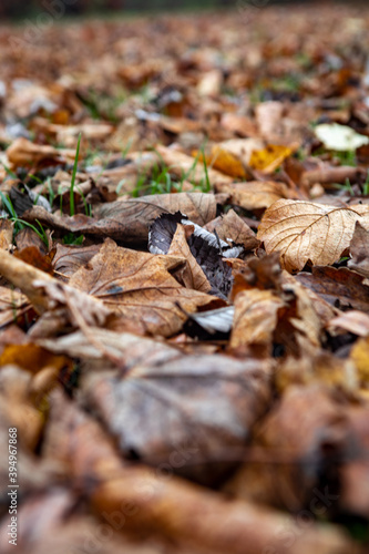 autumn leaves on the ground