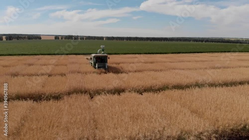 Close up of combine harvester cutting rapeseed plants in the field. Breeding field