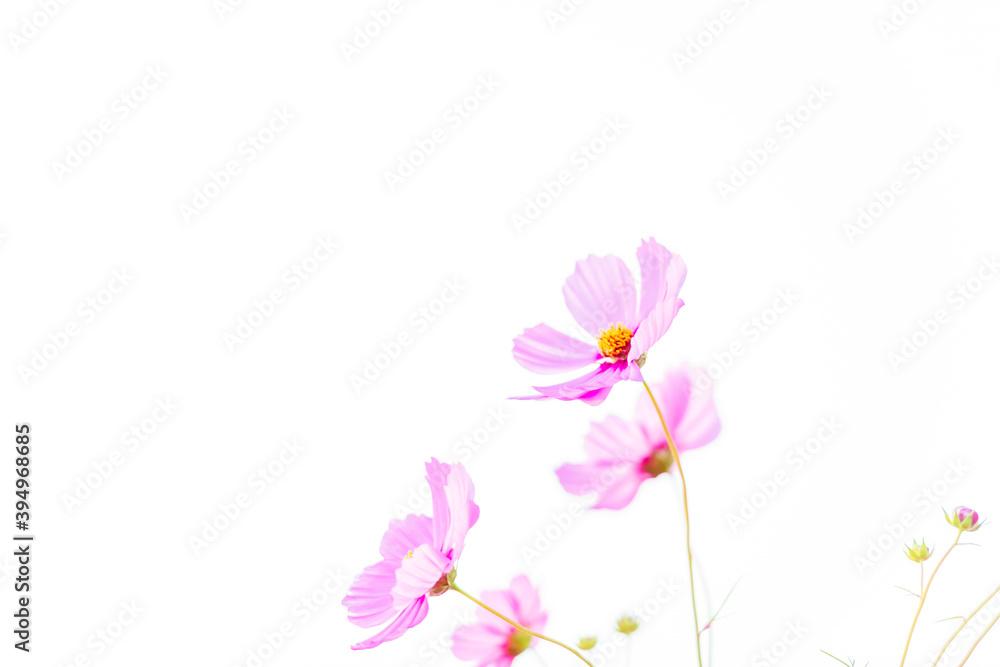 秋晴れに美しく咲く秋桜(福岡県) 秋晴れに美しく咲く秋桜(福岡県)