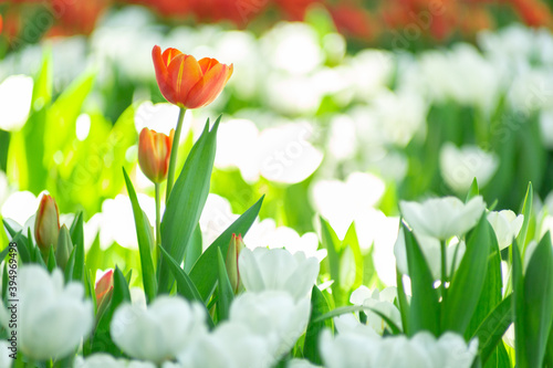 Orange tulips on flawer field of white tulips