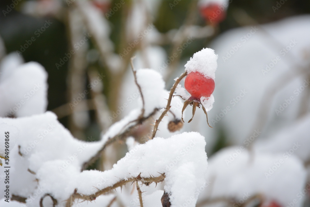 wild rose in the snow. winter . the snow on the branches of rose hips wild rose in the snow. winter . the snow on the branches of rose hips