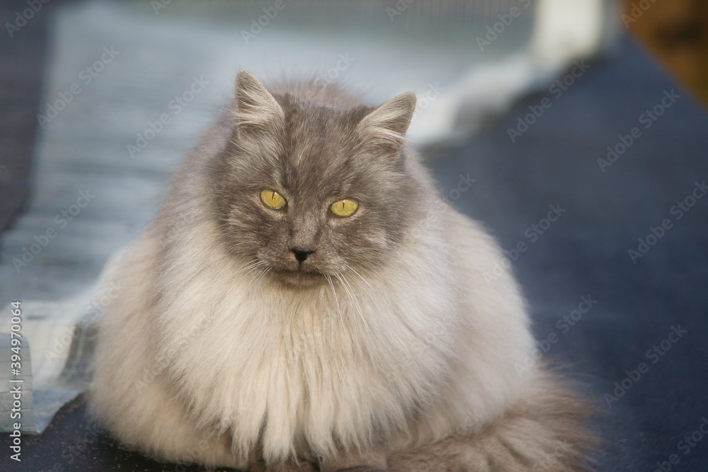 Spike die Türkische Angora Katze mit grauem, silbernen Fell und grünen Augen im Garten