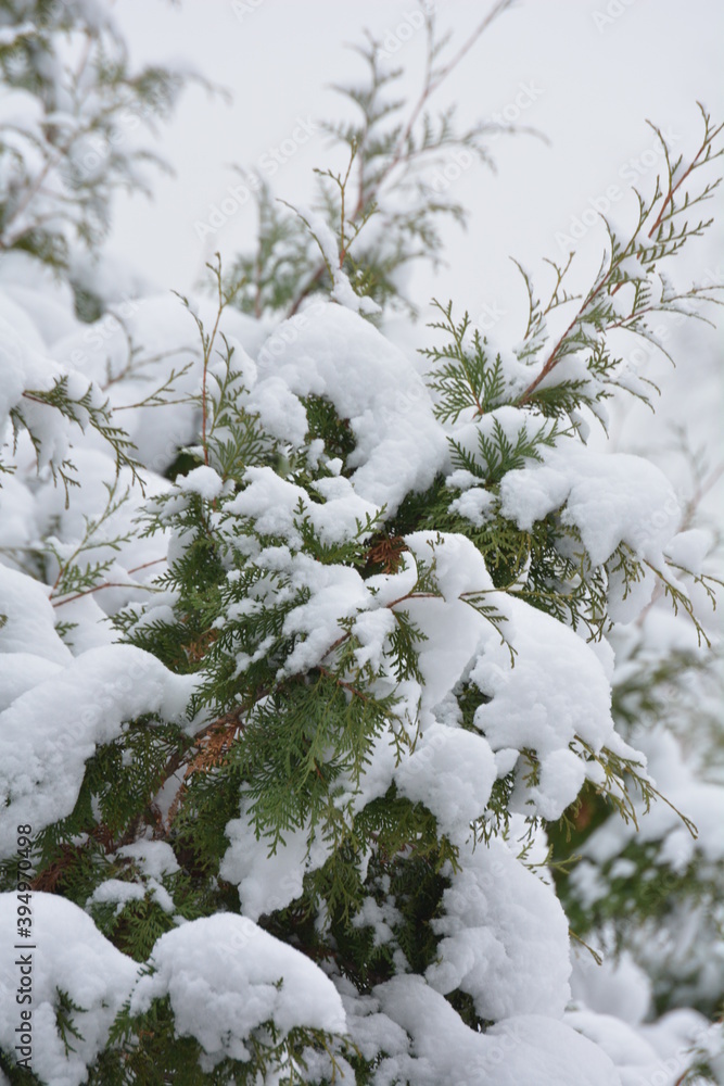 snow-covered branches.spruce trees