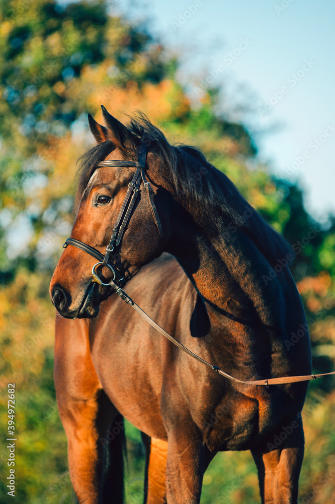 Obraz premium Thoroughbred stallion portrait