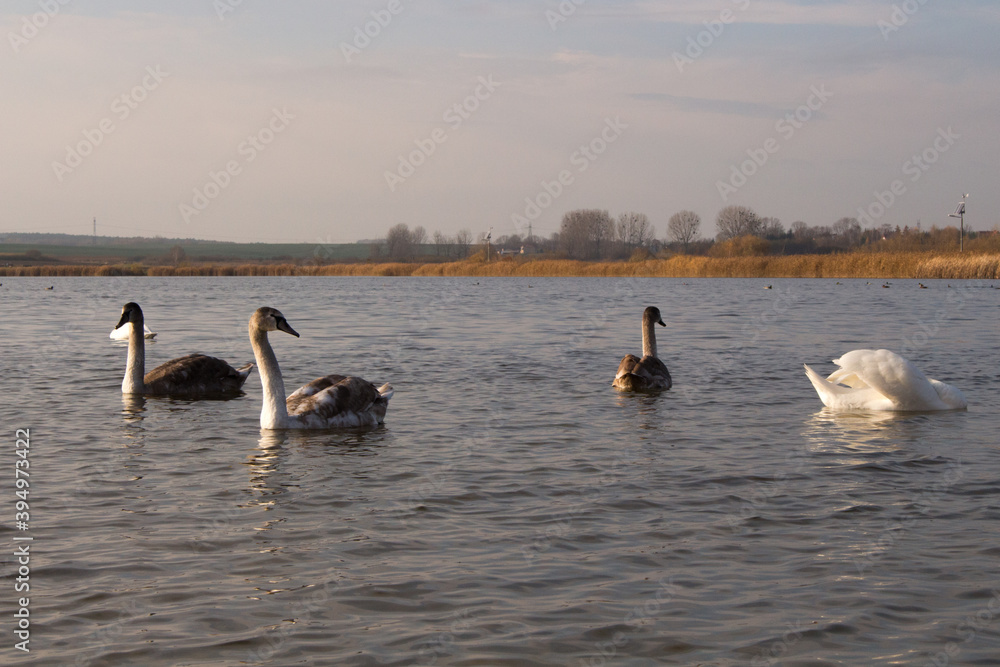 Beautiful Mute Swan ( Cygnus olor ) swimming in the Crystal Clear deep lake Beautiful Mute Swan ( Cygnus olor ) swimming in the Crystal Clear deep lake