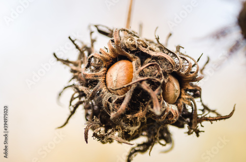 Wallpaper Mural Ripe hazelnuts on tree branches  Torontodigital.ca