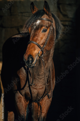 Thoroughbred stallion portrait