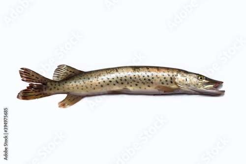 Pike fish with an open mouth lies on a white background.