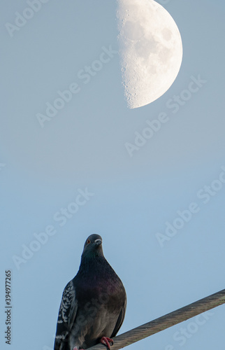 dove with moon background photo
