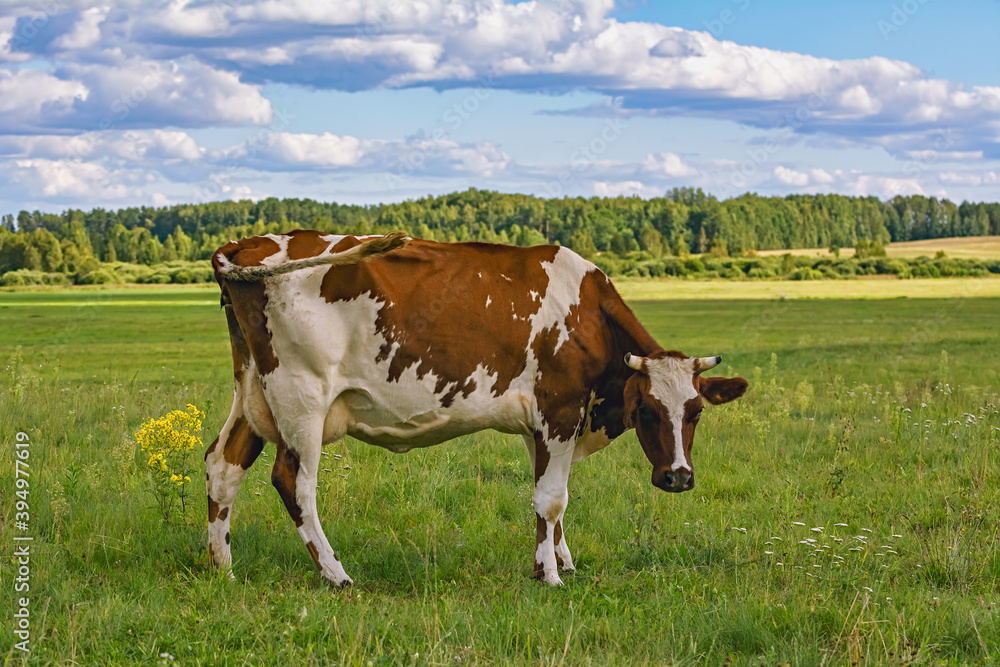 Cow on the pasture