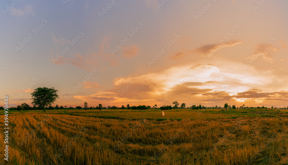 Rice farm. Stubble in field after harvest. Dried rice straw in farm. Landscape of rice farm with golden sunset sky. Beauty in nature. Rural scene of rice farm in Thailand. Agriculture land.