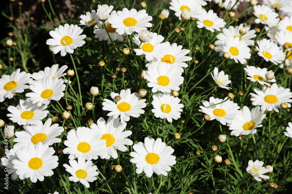 © oscar williams - Colorful flowers blooming in nature outdoors.