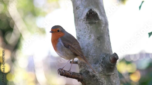 Majestic robin standing on the small branch of a tree
