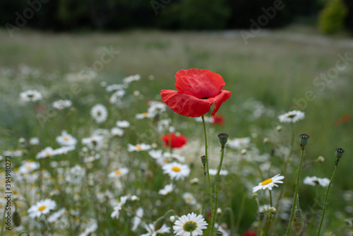 poppy and camomiles