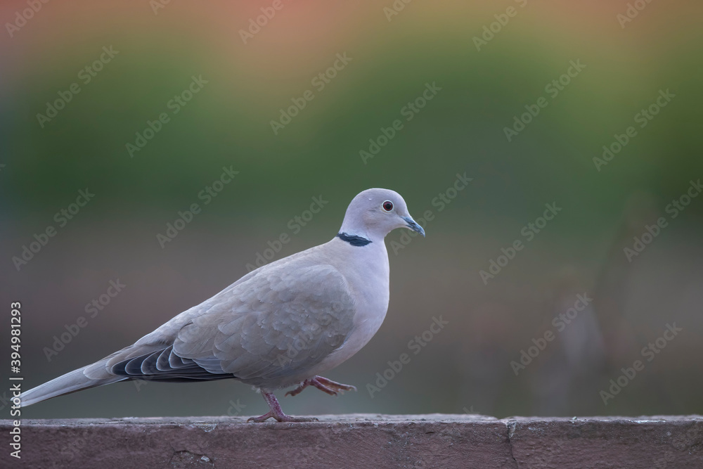 Tourterelle turque Streptopelia decaocto Tourterelle turque Streptopelia decaocto