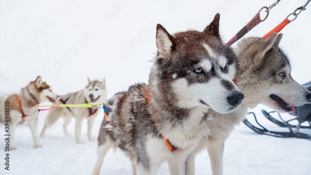 Brown dog Siberian husky sleigh at sled dog in the winter snow close eyes. Concept wildlife pet in the wood enjoy explore with happiness journey outdoor in nature.