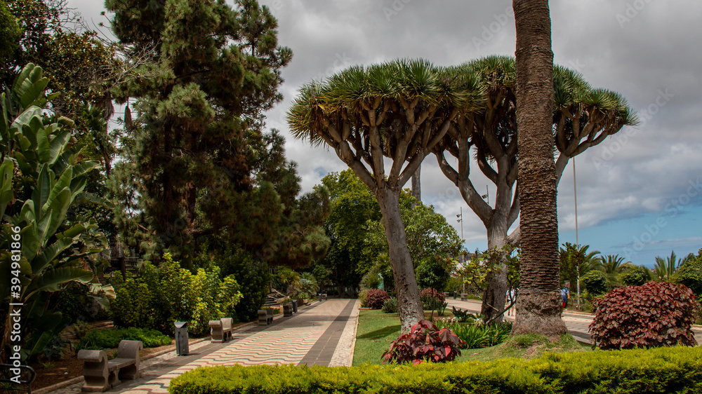 Doramas Park in Las Palmas of gran canaria Doramas Park in Las Palmas of gran canaria