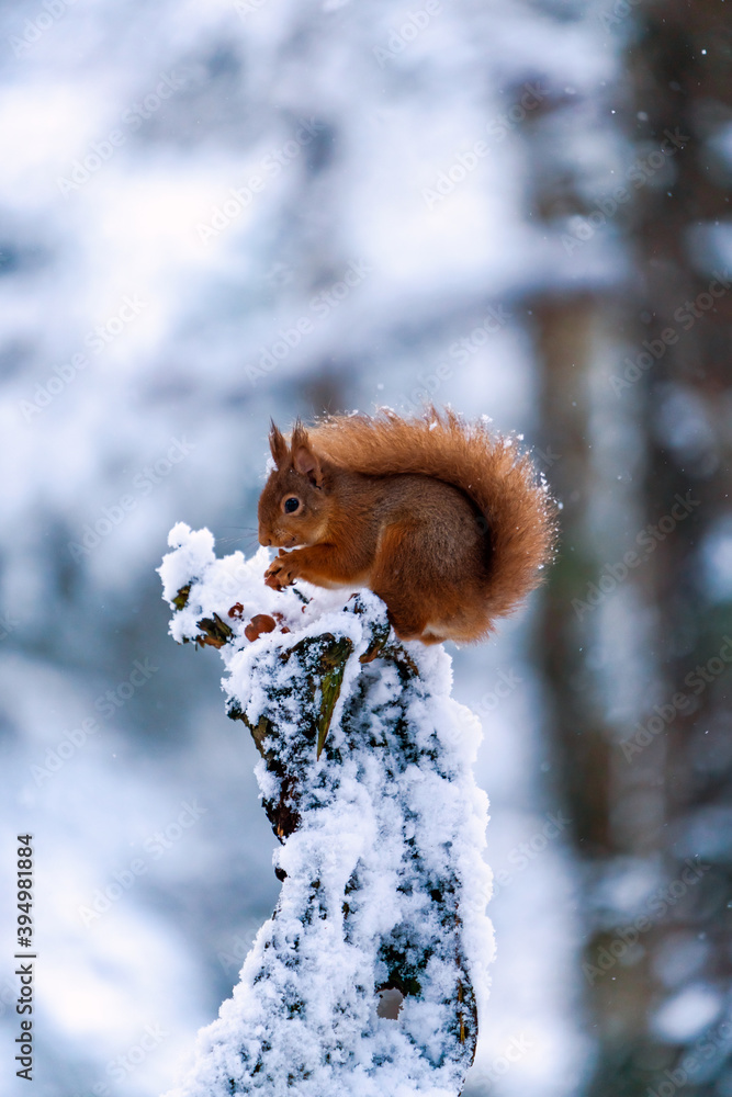 Red Squirrel (Sciurus vulgaris) on snow covered wooden pole in Scottish forest - selective focus Red Squirrel (Sciurus vulgaris) on snow covered wooden pole in Scottish forest - selective focus