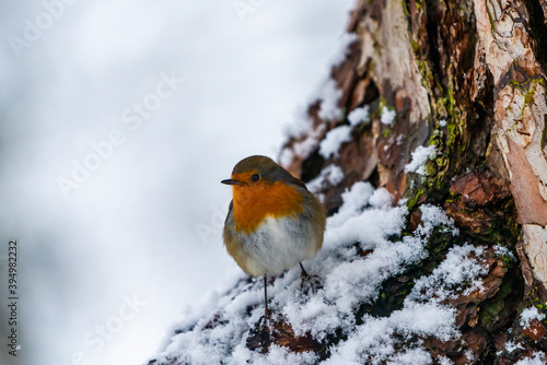 European robin (Erithacus rubecula) on snow covered tree in Scottish forest - selective focus