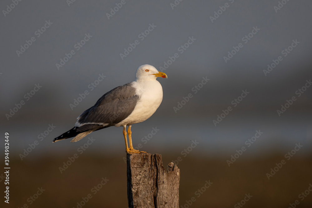Goéland leucophée Larus michahellis