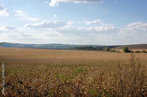 field of wheat and sky