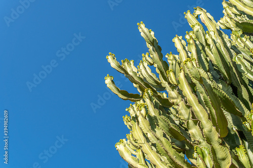 Detail of a very tall cactus with a blue sky background