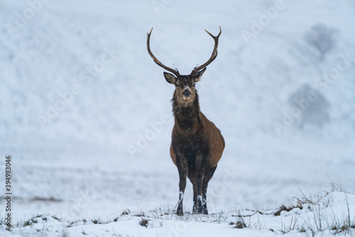 Scottish red deer (Cervus elaphus) in winter snow in Scotland - selective focus