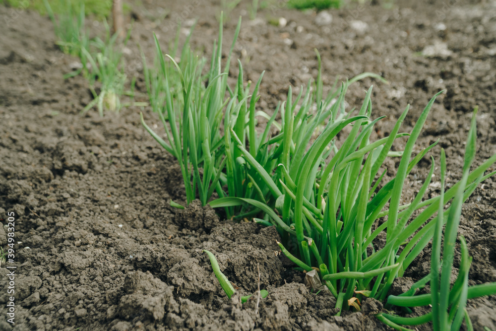 Spring green grass grows from the ground Spring green grass grows from the ground