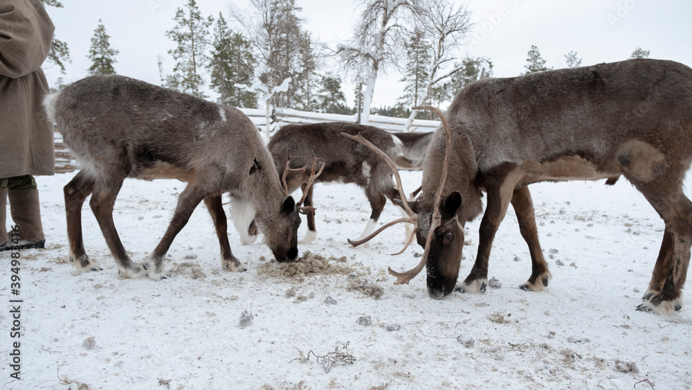Reindeer with horn eating dry grass in winter tundra weather, pasture reindeer pet inside wood fence for sled tourist outdoor activity. animal for Christmas to give a present with Santa Claus. Reindeer with horn eating dry grass in winter tundra weather, pasture reindeer pet inside wood fence for sled tourist outdoor activity. animal for Christmas to give a present with Santa Claus.