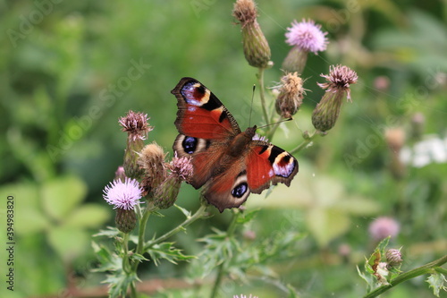 butterfly and flower in Breinig Rhineland Germany Europe photo