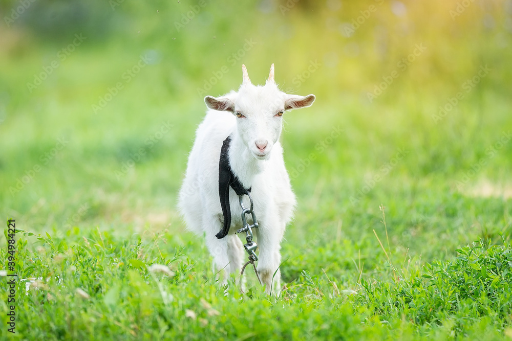 Fototapeta premium goat on grass.