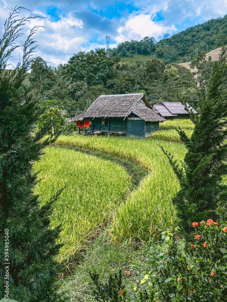 Rice Terraces in Doi inthanon national park in chiang Mai province, Thailand Rice Terraces in Doi inthanon national park in chiang Mai province, Thailand