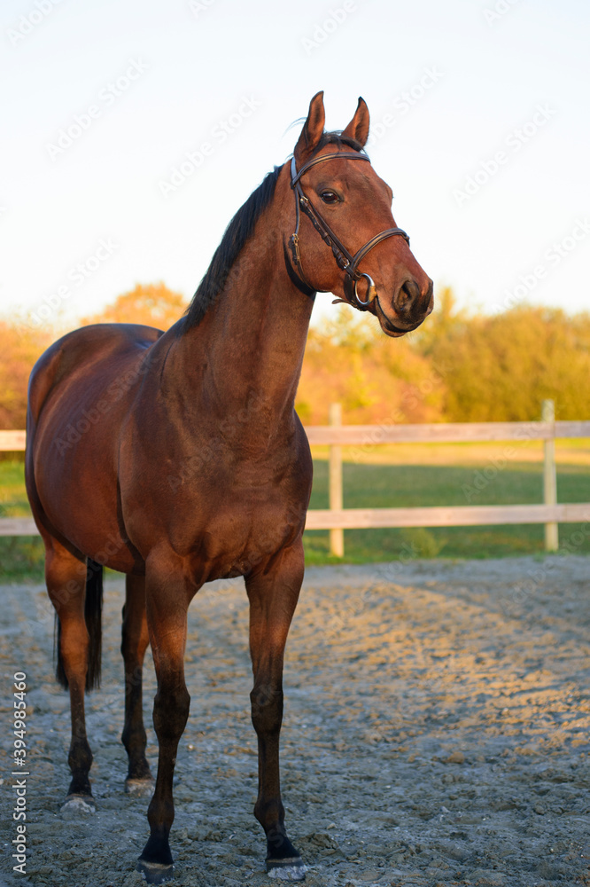 Thoroughbred stallion Thoroughbred stallion