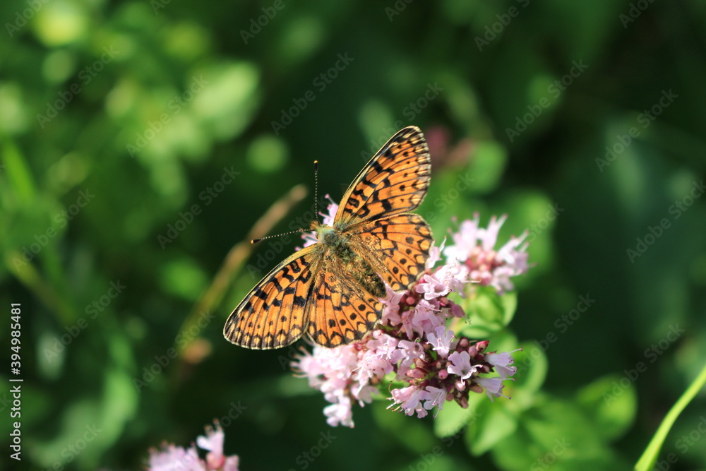 butterfly and flower in Breinig Rhineland Germany Europe butterfly and flower in Breinig Rhineland Germany Europe