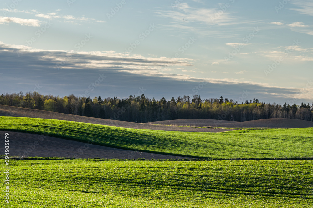 Obraz premium rosnące zborze