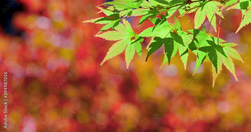 close up of colorful maple leaf and blowing by the wind. maple leaves are changing colors in the autumn close up of colorful maple leaf and blowing by the wind. maple leaves are changing colors in the autumn